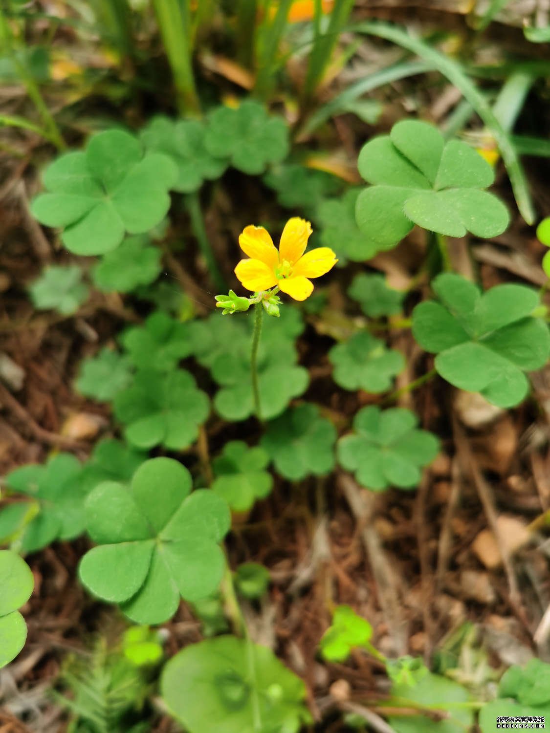 明丽的黄花酢浆草