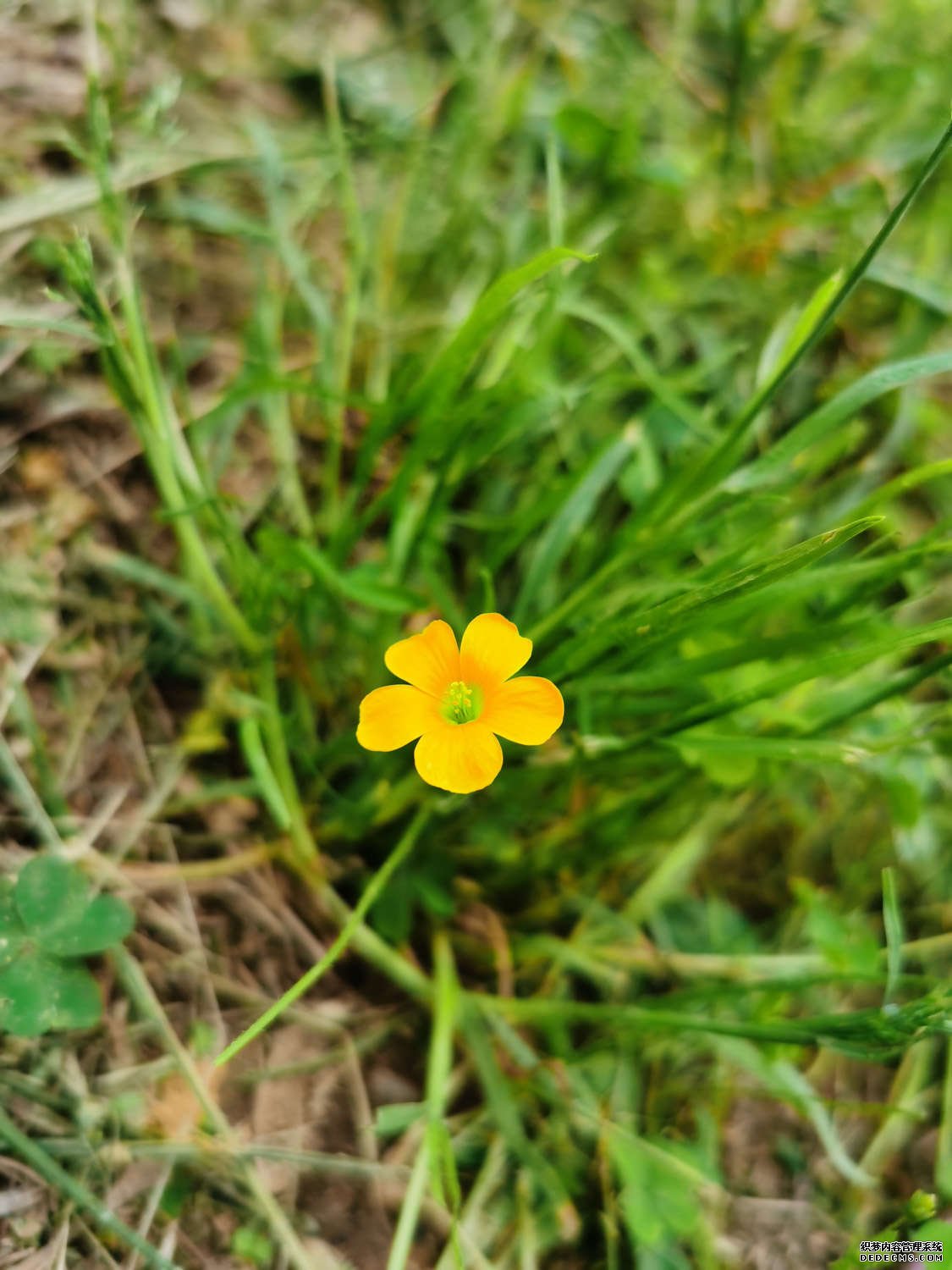 旺盛的黄花酢浆草