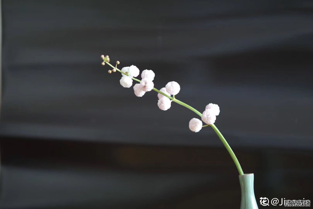 可以吃的茨菰